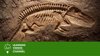 Fossils amp Dinosaurs  Real World Science on the Learning Videos Channel [upl. by Leoline]