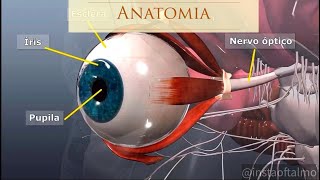 Anatomia do Olho [upl. by Noeht294]