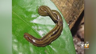 North Texas Seeing Rise In Hammerhead Flatworm Sightings [upl. by Archibaldo]