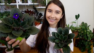 African Violet Complete Care Guide  Propagation Attempt [upl. by Ahsahs]