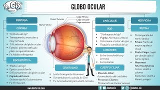 CAPAS DEL GLOBO OCULAR  Morfofisiología [upl. by Osborn704]