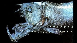 Viperfish  Deepsea Oddities [upl. by Ynabe]