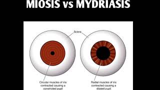 MIOSIS amp MYDRIASIS [upl. by Nnylireg]