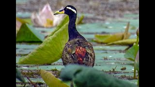 Bronze Winged Jacana [upl. by Sena]