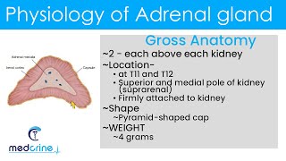 Physiology of adrenal glands [upl. by Nakada173]