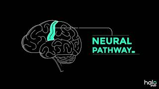 The Neuroscience of Learning [upl. by Fenwick]