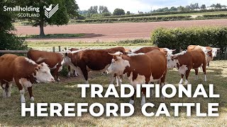 Traditional Hereford Cattle  Livestock showcase  Scottish Smallholder Festival 2020 [upl. by Alison852]