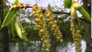 Hornbeam  Carpinus betulus [upl. by Heimer]