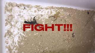 Camel spider vs scorpion SLOWMO [upl. by Hsan]