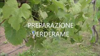 Preparazione e irrorazione del verderame sul vigneto [upl. by Selrac]