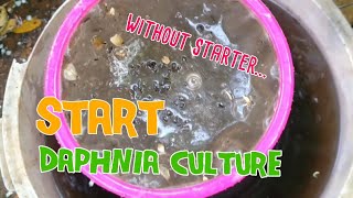 How to culture daphnia moina the easy way 1  Starting the Daphnia culture [upl. by Kisung567]