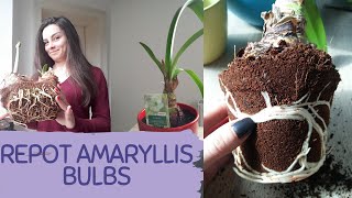 HOW TO REPOT AMARYLLIS BULBS AT HOME EASILY How to transplant Amaryllis bulb not damaging the roots [upl. by Holtz]