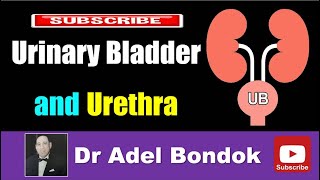 Bladder 12  How the Urinary System Works [upl. by Gniliem]