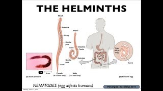 Microbiology of Eukaryotes Helminths [upl. by Nerha]