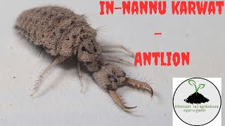 InNannu Karwat  Antlion [upl. by Aceissej773]