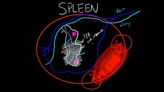 Immunology  Spleen Structure and Function BASIC [upl. by Sanfred506]