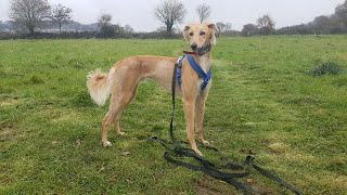 Archie the Saluki x Greyhound  4 Weeks Residential Dog Training [upl. by Eyma]