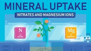 Plant Nutrition Mineral Absorption  Part 3 [upl. by Ahsikit]