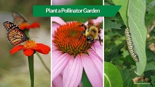 How to Plant a Pollinator Garden [upl. by Jeni]