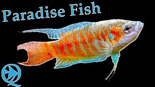 Paradise Fish Care [upl. by Damon]