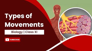 Types of Movements  Locomotion and Movement  Biology  Class 11 [upl. by Norved]