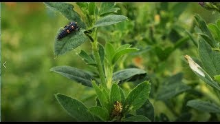 Agrobiodiversity [upl. by Aileek]