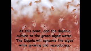 Daphnia  How to grow daphnia in your home [upl. by Hibbitts437]