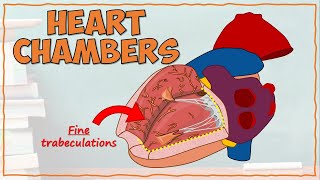 DETAILED Anatomy of the Heart Chambers [upl. by Nipha179]