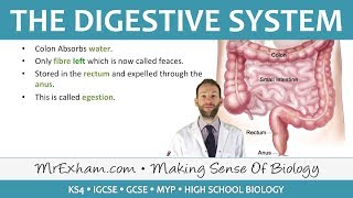 The Digestive System  GCSE Biology 91 [upl. by Murry]