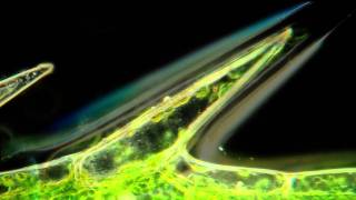 Cyclosis in Elodea Beautiful Microscopic HD Video [upl. by Sigmund]