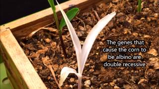 Albino Corn Germination Time lapse [upl. by Sharline]