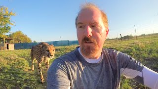 Turning Your Back To Leopards amp Cheetahs  BIG CATS Show Their Predatory Nature Part 2 [upl. by Welles]