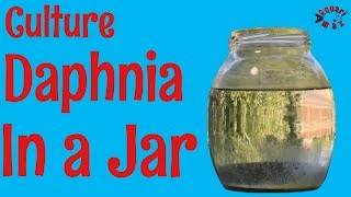 How to Culture Daphnia in a Jar [upl. by Bust]