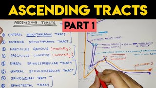 Ascending Tracts  1  Spinal Cord [upl. by Donall]