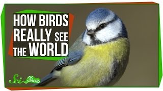 How Birds Really See the World [upl. by Gilmore]