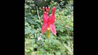 How to Start and Germinate Eastern Red Columbine From Seed Aquilegia canadensis [upl. by Rahcir655]