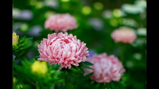 China Aster Callistephus chinensis [upl. by Platon]