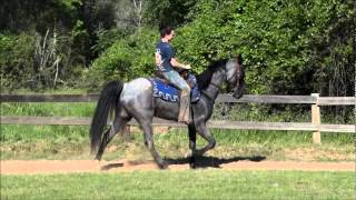 Beautiful Blue Roan Tennessee Walking Horse Gelding for sale [upl. by Anallise]