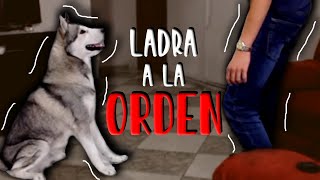 El LADRIDO A LA ORDEN en los perros [upl. by Spiegel843]