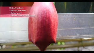 Weird Plant of the Month Carrion Flower Stapelia leendertziae [upl. by Zug]