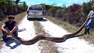 Python hunters take on Florida Everglades snake problem [upl. by Ellmyer]