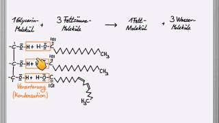 Bildung eines Fettmoleküls [upl. by Colyer]