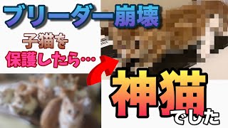 保護した子猫が可愛い過ぎる【ブリーダー崩壊】 [upl. by Ludlow]