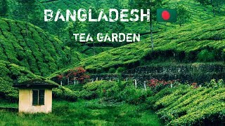 BANGLADESH  The Most BEAUTIFUL Tea Garden Youll Ever Visit  Sylhet [upl. by Krock597]