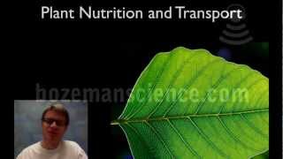 Plant Nutrition and Transport [upl. by Eliseo472]