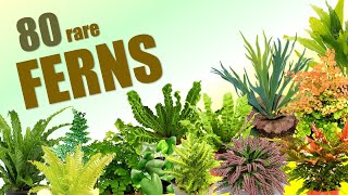 80 FERN SPECIES  HERB STORIES [upl. by Dayir776]