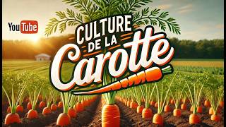 La carotte  culture semis plantation entretien récolte [upl. by Comyns]