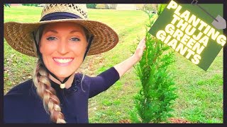 How To Plant Thuja Green Giant Arborvitae  Privacy Hedge [upl. by Arenahs]