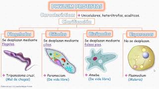 Reino Protoctista [upl. by Llennoj960]