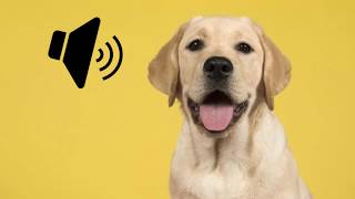 Labrador Dog Barking Sound  The SOund ButtOn [upl. by Lynd551]